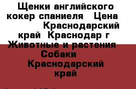 Щенки английского кокер спаниеля › Цена ­ 20 000 - Краснодарский край, Краснодар г. Животные и растения » Собаки   . Краснодарский край